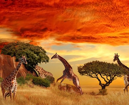 Giraffes in the African savanna at sunset. Serengeti National Park. Tanzania. Africa.