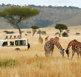 safari-truck-giraffes-micato-safaris-SAFARIGUIDETIPS0721-2549bb165aa34dc193cb8b6f3958654b