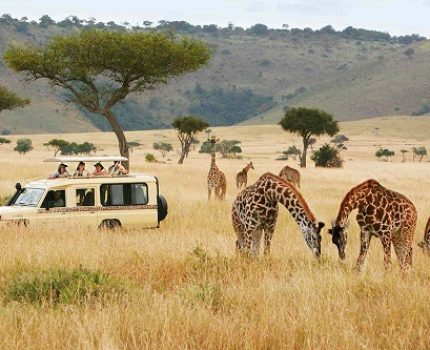 safari-truck-giraffes-micato-safaris-SAFARIGUIDETIPS0721-2549bb165aa34dc193cb8b6f3958654b